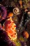 Sweet Ceratosoma Nudibranch 03 & eggs