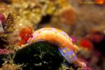 Sweet Ceratosoma Nudibranch 01