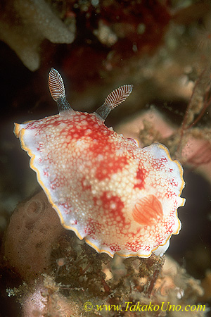 Chromdoris tinctoria 01 30mm