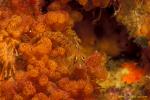 Yaldwyn's Triplefin 02 on bryozoans