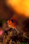 Yaldwyn's Triplefin 03