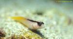 Yellow-black Triplefin 01