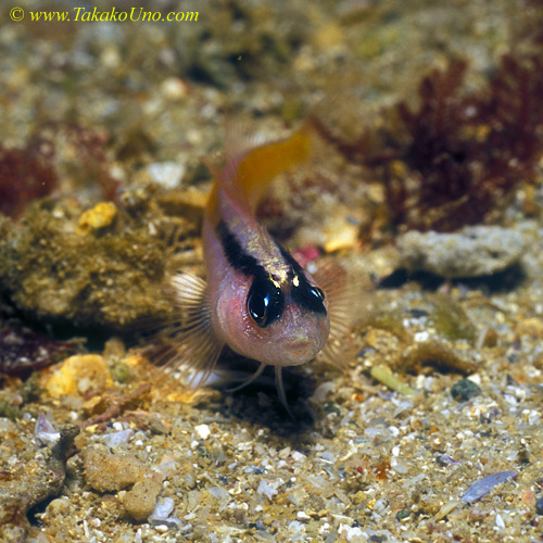 Yellow-black Triplefin 02