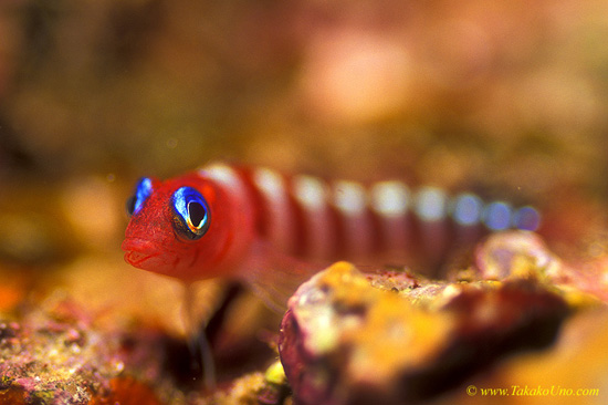 Blue Eyed Triplefin 01 - everywhere! ٩(^‿^)۶