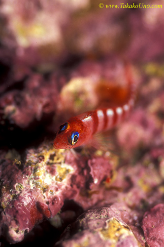 Blue Eyed Triplefin 04