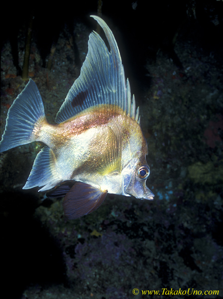 Long-finned Boarfish 01