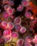 Jewel Anemones 03