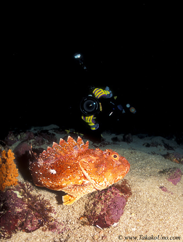 Northern Scorpionfish 01 & diver