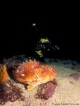 Northern Scorpionfish 01 & diver