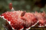 Chromodoris sp 01 45mm