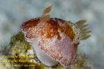 Chromodoris sp or cf reticulata Nudi 06tc 1958