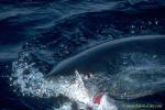 Mako Shark 08 chomps on bait, rolls eye, shows white membrane.