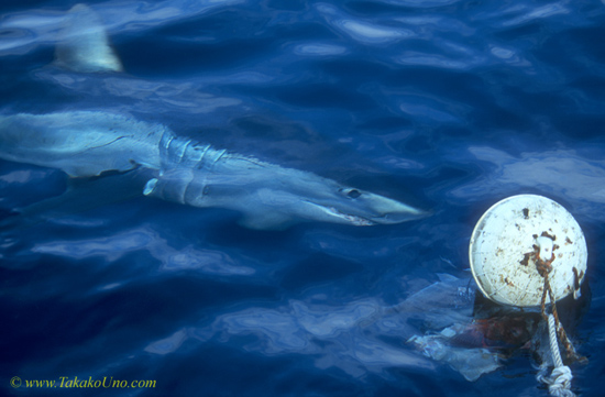 Mako Shark 07 approaching buoy with bait