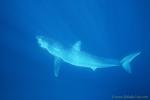 Mako Shark 10b feeding, eyes rolling back, showing white membrane (protection of eyes while eating).