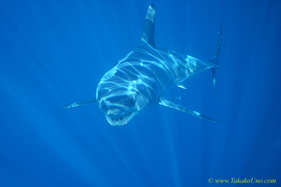 Mako Shark 13b A lot of Teeth!!