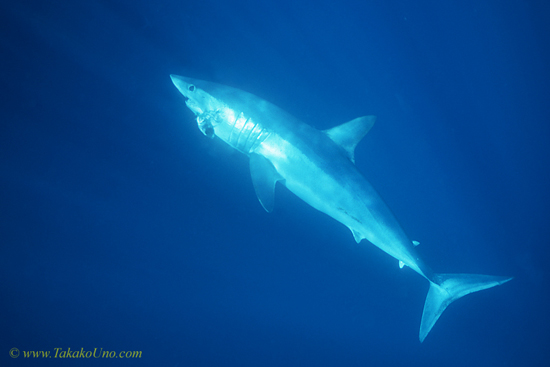 Mako Shark 15 feeding.  Very lucky to see one - really cool Shark!