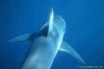 Mako Shark 14 What an experience swimming on top of this 2.5meter animal!