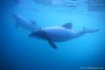 Hector’s Dolphins 01 smallest dolphin species in the world, adult 1.4m; endemic, endangered, 4000 in the world.