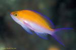 Anthias 03 Bicolor