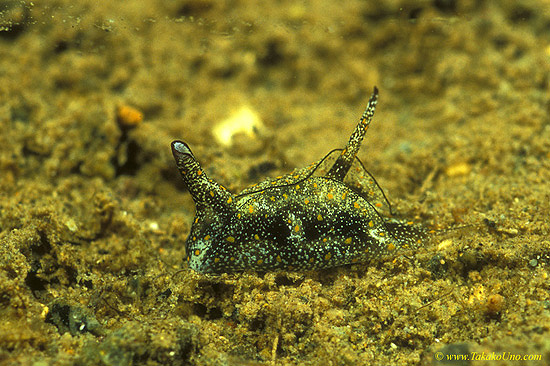 Gasteropteron bicornutum Nudibranch 01 8mm, it swims with dorsal wing-flaps and hides in sand/mud.