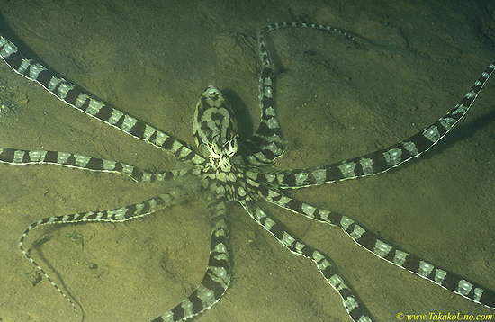 Mimic Octopus 01 O. sp