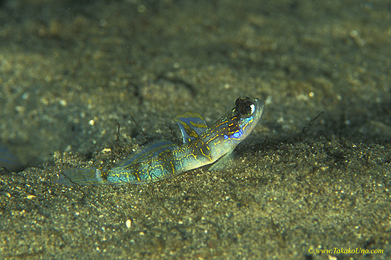 Scribbled Shrimp Goby 01 1cm juvenile, Vanderhostia sp.