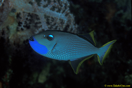 Blue Jaw Triggerfish 01