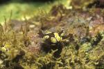 Unidentified Nudibranch 01 4mm