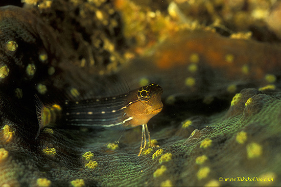 White-lined Combtooth Blenny 01