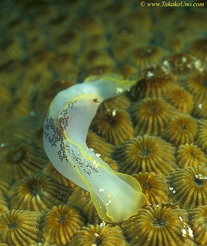 Chelidonura Nudi 02 hybrid, feeds on flatworm (can see in guts)