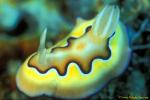 Chromodoris Coi 01