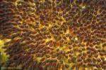 Panda Anemonefish eggs 01