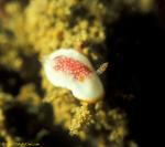 Chromodoris tinctoria Nudi 01
 juvenile