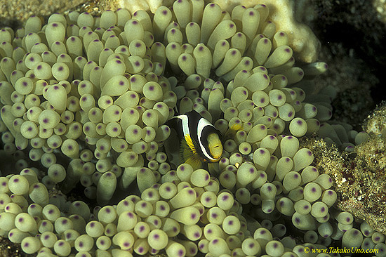 Clarkii Anemonefish 02 baby