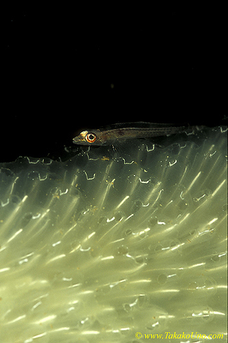 Cling Goby 03 on Foxtail