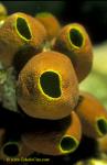 Colonial Tunicates 01