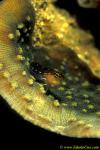 Combtooth Blenny 02