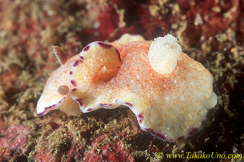 Chromodoris alia 01 18mm Tl