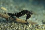 Common Seahorse 02 juv