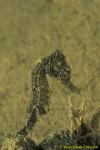 Common Seahorse 03 juv