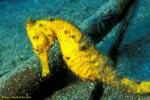 Common Seahorse 04