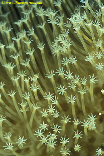 Coral Polyp 01