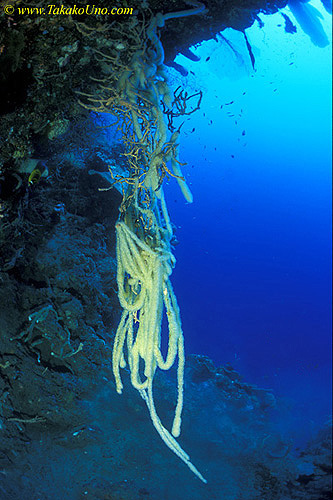 Fox Tail Tunicates 01 endemic