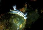 Loch\'s Nudibranch 01 on seaman eye algae