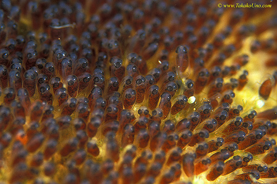 Panda Anemonefish eggs 02