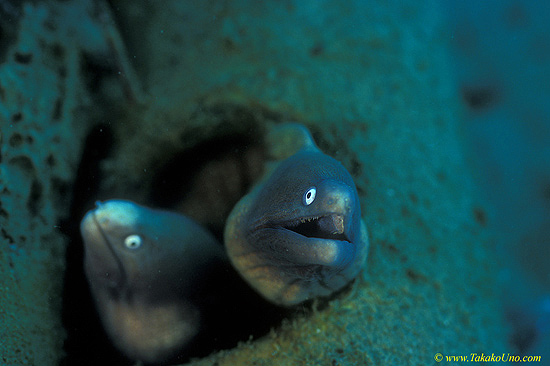 Pearl Eye Morays 02