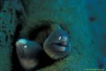 Pearl Eye Morays 02