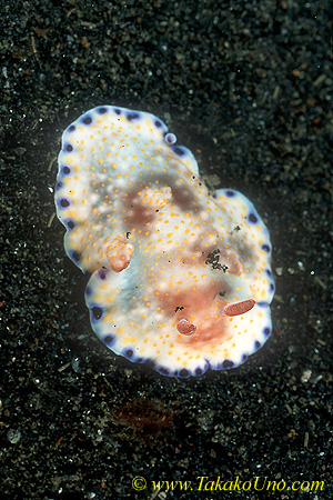 Chromodoris aureopurpurea 01 35mm