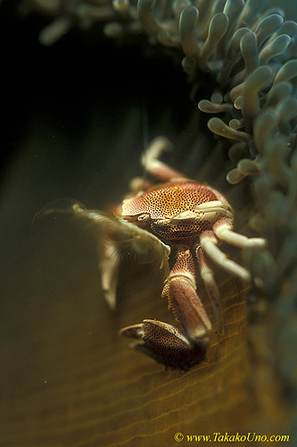 Porcelain Crab 03