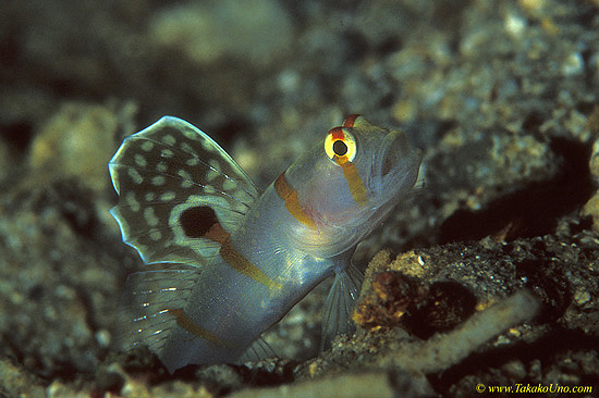 Randall Sailfin Shrimp Goby 01